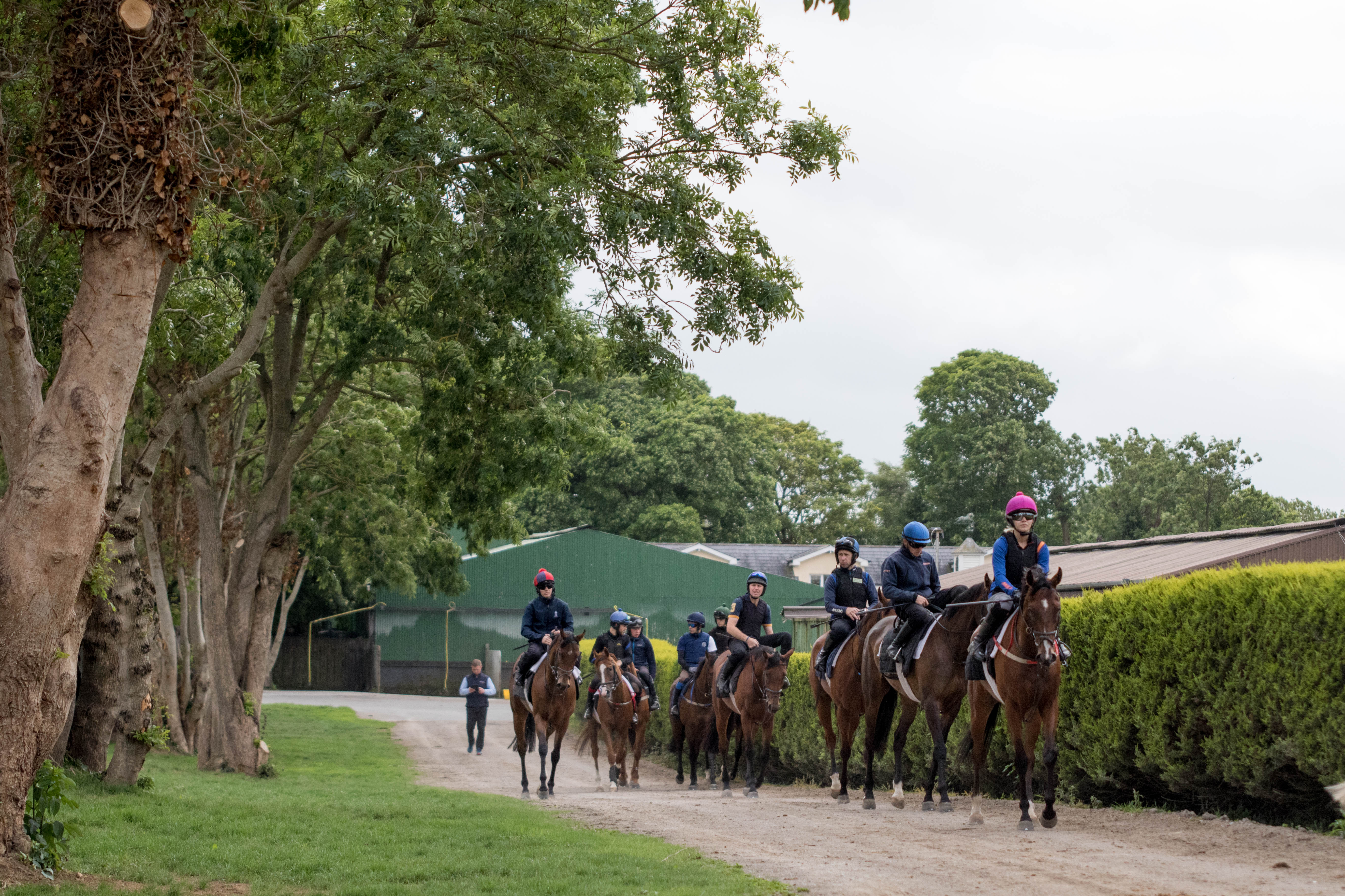 Morning Lot Glenburnie June 2018